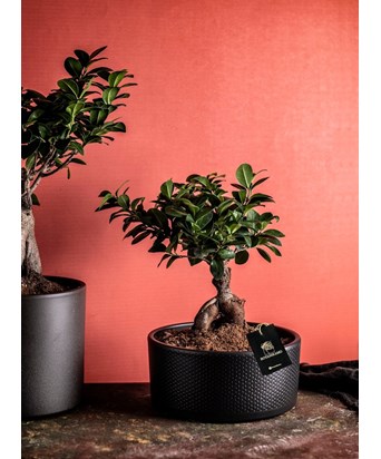 İthal Saksılı Bonsai